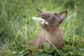 Burman Kitty  in a green grass Royalty Free Stock Photo