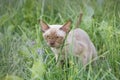 Burman Kitty in a green grass Royalty Free Stock Photo