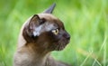 Burman Kitty  in a green grass Royalty Free Stock Photo