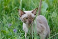 Burman Kitty  in a green grass Royalty Free Stock Photo