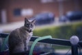 The cat poses for the photographer on a clothesline on a fantastic day Royalty Free Stock Photo