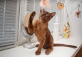 Cat poses on a white window background Royalty Free Stock Photo