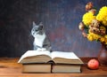 Cat posing for on books and flowers Royalty Free Stock Photo