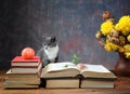 Cat posing for on books and flowers Royalty Free Stock Photo