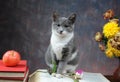 Cat posing for on books and flowers Royalty Free Stock Photo