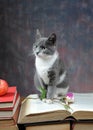 Cat posing for on books and flowers Royalty Free Stock Photo