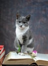 Cat posing for on books and flowers Royalty Free Stock Photo