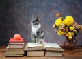 Cat posing for on books and flowers Royalty Free Stock Photo