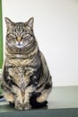 Cat posing for her portrait