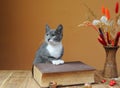 Cat posing next to books and flowers Royalty Free Stock Photo