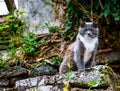 Cat posing on a stone looking defiant at the camera