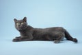 Gray cat resting on studio backdrop Royalty Free Stock Photo