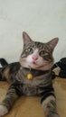 Cat potrait animal face indoor Royalty Free Stock Photo
