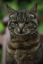 Cat potrait Royalty Free Stock Photo