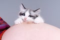 Cat on the pregnant woman's belly