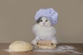 Cat prepares the dough for baking Royalty Free Stock Photo