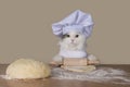 Cat prepares the dough for baking Royalty Free Stock Photo
