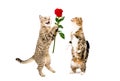 Cat presents a rose to a cat, standing on hind legs Royalty Free Stock Photo