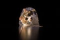 The cat preys on the mouse. Royalty Free Stock Photo