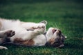 Cat princess is lying on her back in the grass, playing with her paws and mouth with a white string. Fun of a domestic cat. Royalty Free Stock Photo