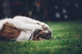 Cat princess is lying on her back in the grass, playing with her paws and mouth with a white string. Fun of a domestic cat. Royalty Free Stock Photo