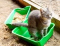 Cat in a private shelter is pooping into a green toilet.