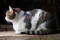 Cat profile on a dark background Royalty Free Stock Photo