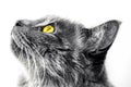 Cat profile with yellow eyes in high contrast black white, isolated white background Royalty Free Stock Photo