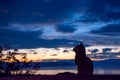 Cat profile silhouette, with beautiful sunset in the background
