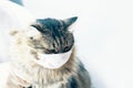 Cat in protection mask.