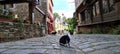 A cat proudly sitting in the middle of a narrow cobbled street in Dinan, Cotes-d'Armor, Brittany, France