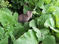 Cat prowl in the bushes Royalty Free Stock Photo