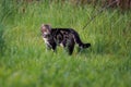 Cat on the Prowl in the Yard Royalty Free Stock Photo