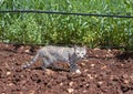 Cat prowling the grounds outside the Domaine De La Zouina Winery near Meknes, Morocco. Royalty Free Stock Photo