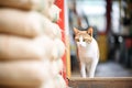 cat prowling near stacked feed sacks