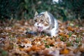 Cat puking outdoors on autumn leaves