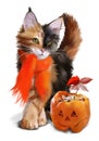 Cat and pumpkin Halloween