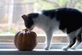 Cat and Pumpkin Royalty Free Stock Photo