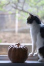 Cat and Pumpkin Royalty Free Stock Photo