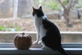 Cat and Pumpkin Royalty Free Stock Photo