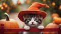 cat with pumpkin A mischievous kitten with a cheeky grin, balancing on a red fence in a garden, Royalty Free Stock Photo