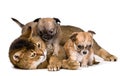 Cat and puppies of the chihuahua Royalty Free Stock Photo