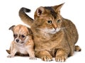 Cat and puppies of the chihuahua Royalty Free Stock Photo