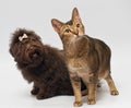 Cat and puppies of the lapdog in studio Royalty Free Stock Photo