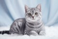 a cat puppy american shothair on gray isolated background generative ai Royalty Free Stock Photo