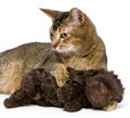 Cat and the puppy of the lapdog Royalty Free Stock Photo