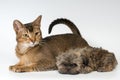 Cat and the puppy of the lapdog in studio Royalty Free Stock Photo