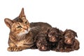 Cat and the puppy of the lapdog Royalty Free Stock Photo