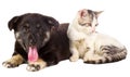 Cat and puppy sitting Royalty Free Stock Photo