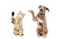 Cat and puppy sitting together with raised paws Royalty Free Stock Photo